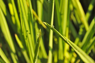 Close-up of wet grass