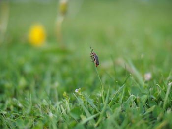 Close-up of insect on grass in field