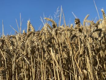 Close-up of wheat growing on field against sky