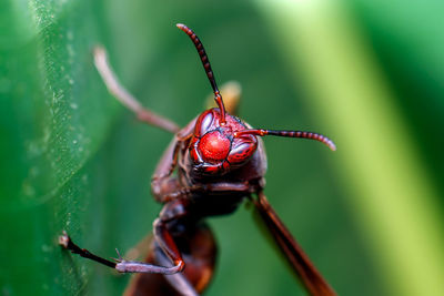 Close-up of insect on leaf