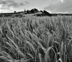 Scenic shot of wheat field against sky