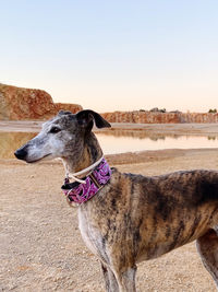 Close-up of dog against clear sky