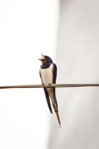 Low angle view of bird perching on cable against sky