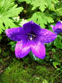 High angle view of purple iris blooming outdoors