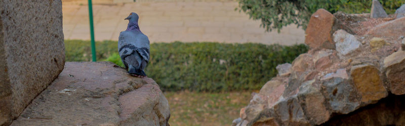 View of bird perching on rock