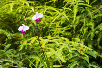 Pink flower blooming in field