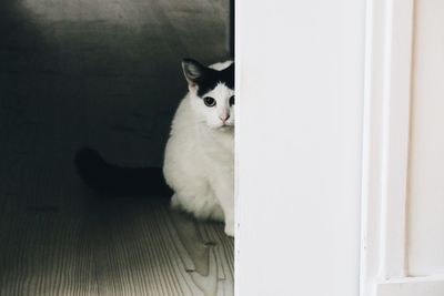 Close-up portrait of cat sitting