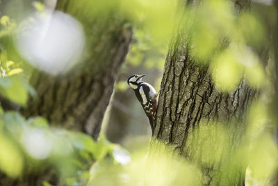 Bird perching on a tree