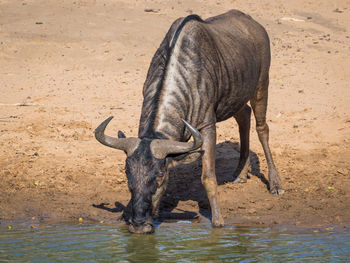 View of blue wildebeest drinking water, umkhuzi game reserve, south africa