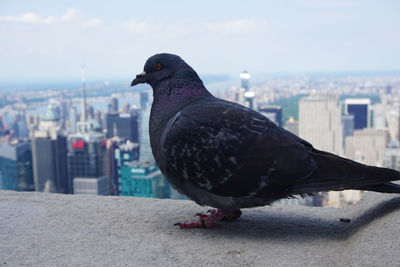 Pigeon perching on retaining wall against cityscape