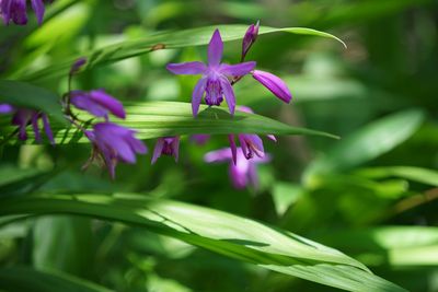 Close-up of purple flowers blooming outdoors