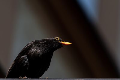 Close-up of a bird perching