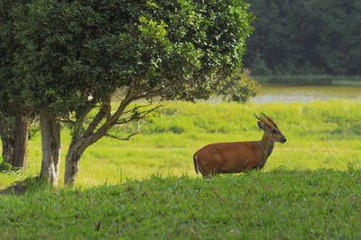 Dog on grassy field