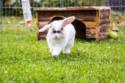 Close-up of rabbit walking on grassy field