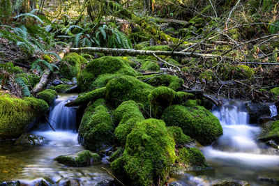 Scenic view of waterfall in forest