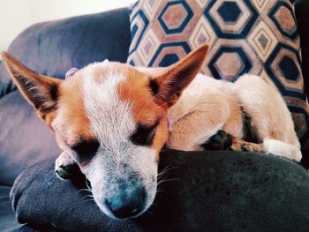 Close-up of dog relaxing on sofa at home