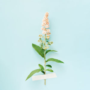 Close-up of plant against blue background