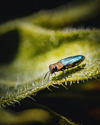 Close-up of insect on leaf