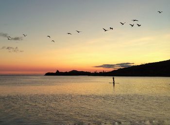 Flock of birds flying over sea