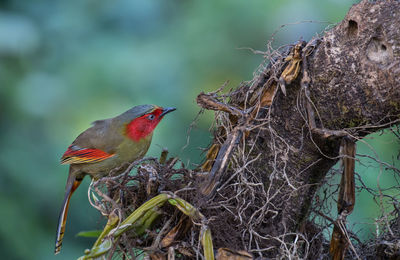 Close-up of bird perching on tree