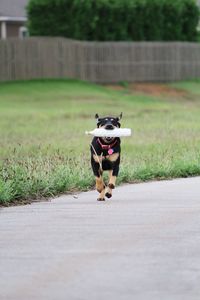 Dog on road