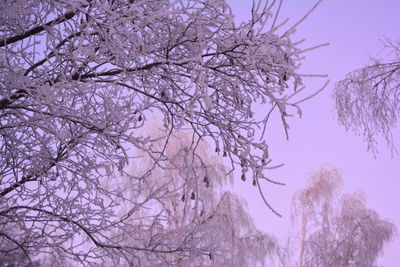 Low angle view of trees against sky