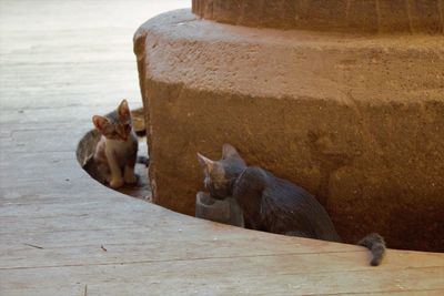 Cat sitting on wood