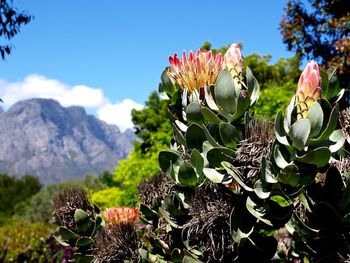 Low angle view of orange flowering plant growing outdoors