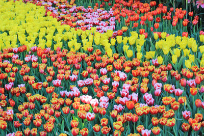 Full frame shot of tulips blooming in garden