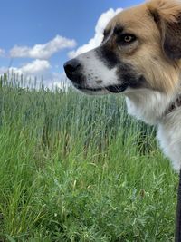 Dog looking away on field