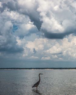 High angle view of gray heron on sea against sky