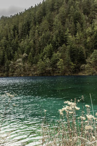 Scenic view of lake by trees against sky