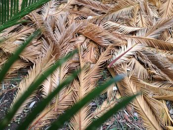 Full frame shot of palm tree