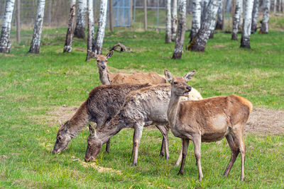 Capreolus capreolus, roe deers walking on the meadow at the edge of the forest, wild animals