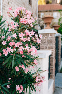 Close-up of pink flowering plant