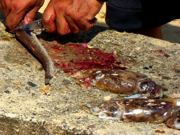 Close-up of hand holding fish