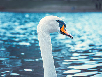 Close-up of swan swimming in lake