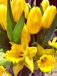 Close-up of yellow flowers blooming outdoors