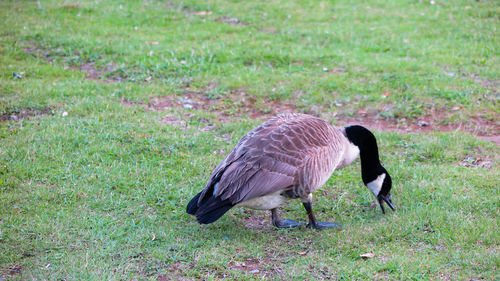 Side view of a bird on field