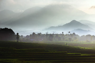 View of mountains and rice fields in the morning with fog and beautiful sunshine in indonesia