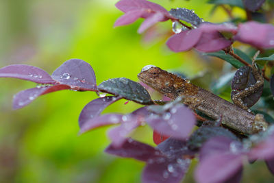 Close-up of raindrops on leaves