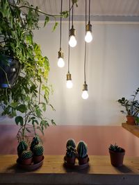 Potted plants on table under hanging lamps