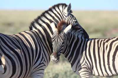 Zebras standing on field