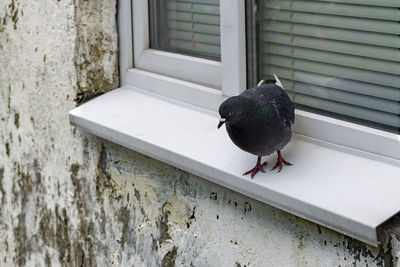 Bird perching on wall