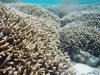 View of coral in sea