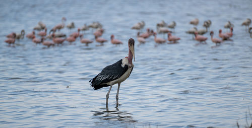 Marabou storck at laka abijita, ethiopia