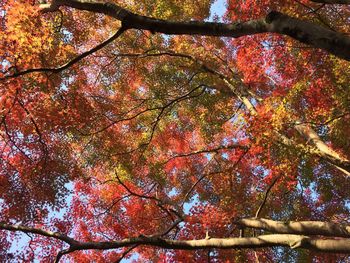 Low angle view of trees
