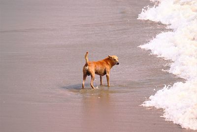 Yellow dog standing at the beach cost line