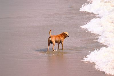 Dog running on beach