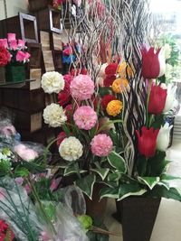 Close-up of multi colored flower plant for sale